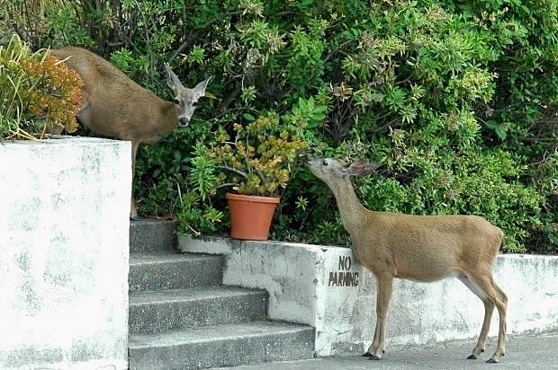 Deer feeding at Apartment parking lot_a0126969_557225.jpg