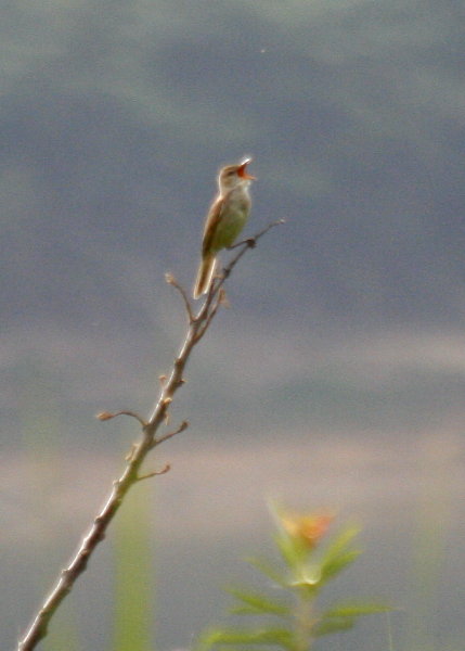  ☆　水辺の野鳥　☆_f0181173_1702161.jpg