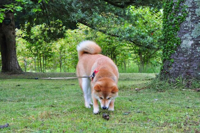 かぼちゃんからのプレゼント_a0126590_1332160.jpg