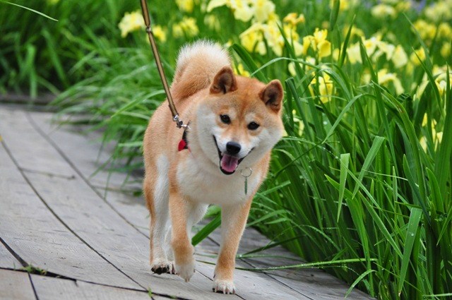 かぼちゃんからのプレゼント_a0126590_1374277.jpg