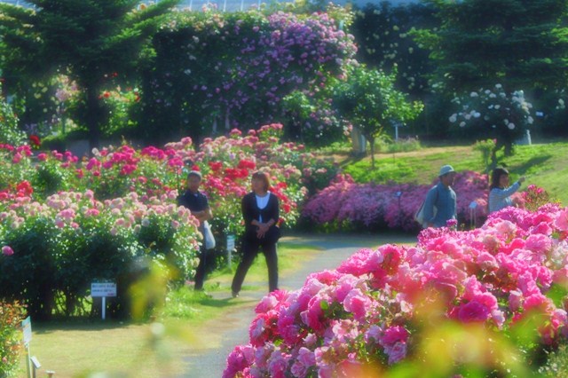 薔薇の花に囲まれて_a0126590_21315831.jpg