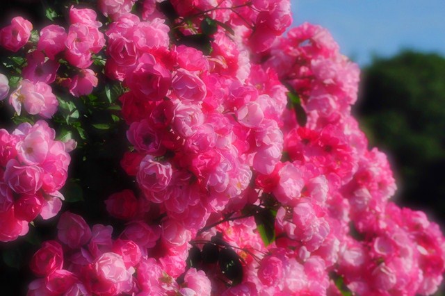 薔薇の花に囲まれて_a0126590_21321761.jpg