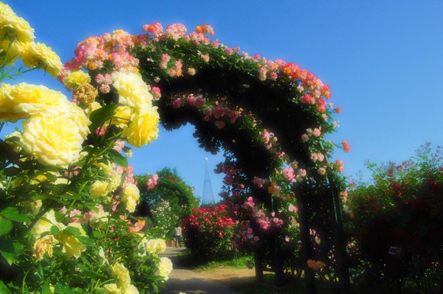 薔薇の花に囲まれて_a0126590_21323110.jpg