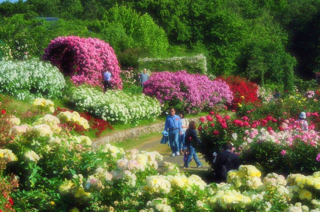 薔薇の花に囲まれて_a0126590_21324791.jpg