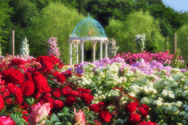 薔薇の花に囲まれて_a0126590_21331761.jpg
