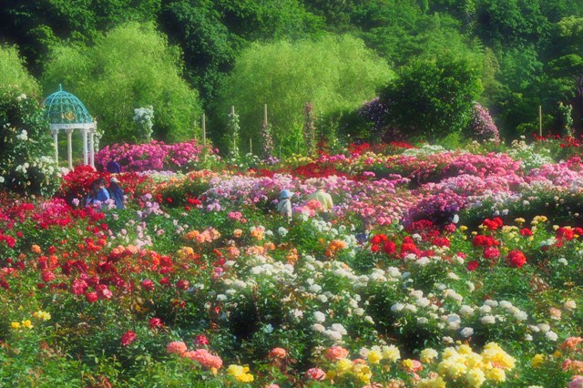 薔薇の花に囲まれて_a0126590_21333230.jpg