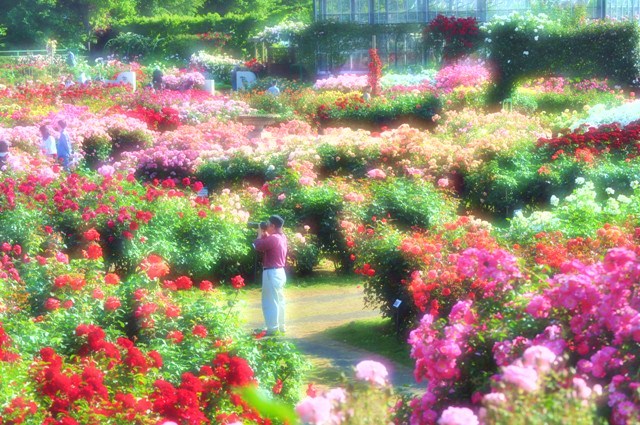 薔薇の花に囲まれて_a0126590_2135285.jpg