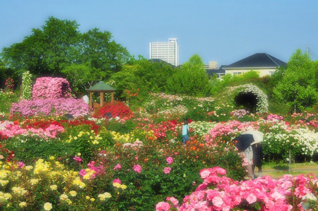 薔薇の花に囲まれて_a0126590_21354477.jpg