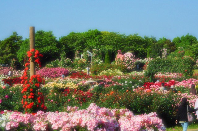 薔薇の花に囲まれて_a0126590_21361740.jpg