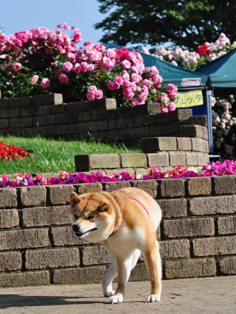 薔薇の花に囲まれて_a0126590_21541910.jpg