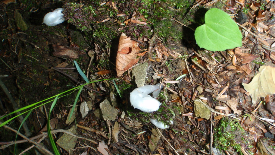 d0034291_2018434.jpg