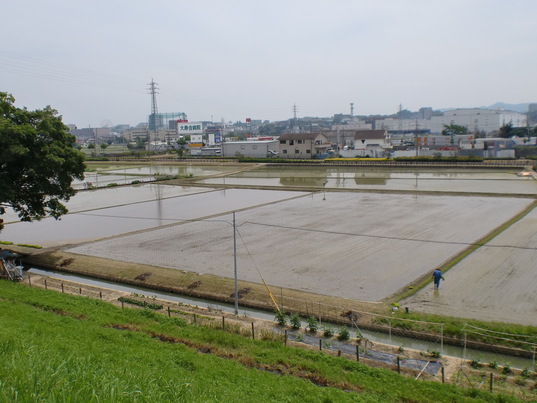 ６月６日（日）桑の実ツアー_b0176192_14574484.jpg