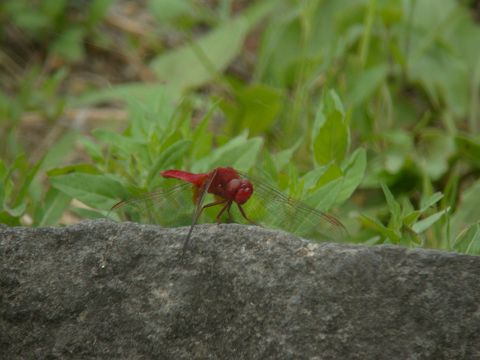 野鳥は隠れているので　トンボ_c0079001_2224465.jpg