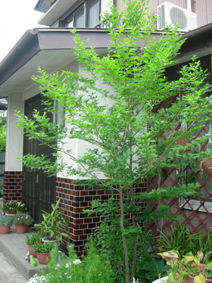 c0148401_110946.jpg