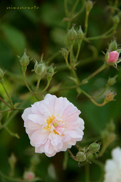 花フェスタ記念公園に行ってきました。　１０年春　その２_d0166303_1412596.jpg