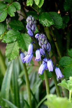 黒花風露草などの宿根草　　2010・6・7（月）_f0041606_20494614.jpg