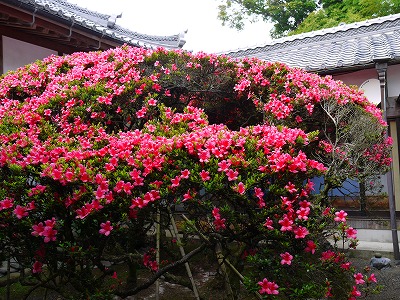 鈴鹿“江西寺(通称：だるま寺)”_a0101716_9193193.jpg