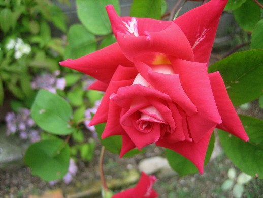 d0096422_15291351.jpg