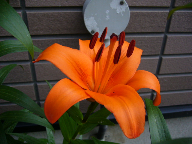 d0000324_13235643.jpg