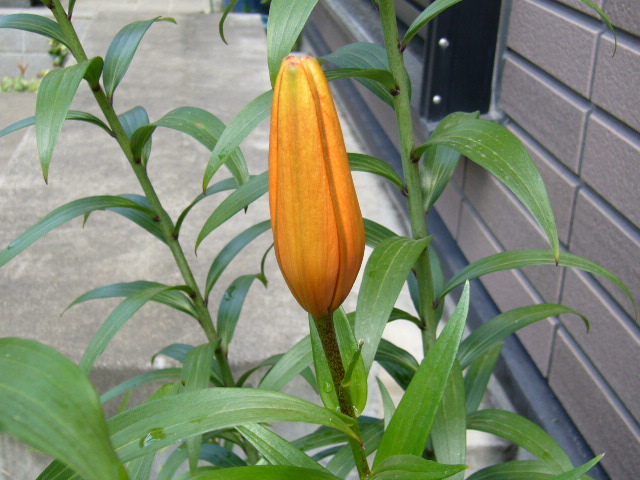 d0000324_13245234.jpg