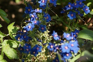 f0170524_77445.jpg