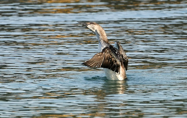 離島の鳥（その他）_d0074828_21195887.jpg