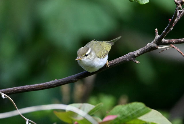 離島の鳥（その他）_d0074828_21235248.jpg