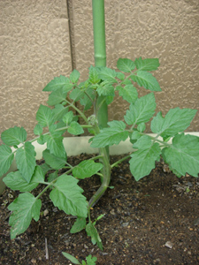 e0097534_16283091.jpg