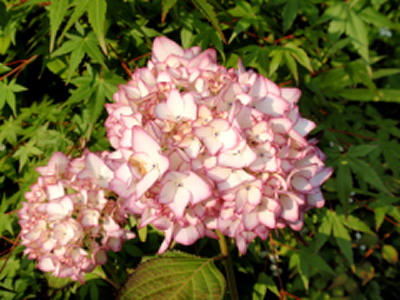 c0097838_21414759.jpg