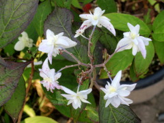 c0097838_215386.jpg