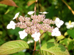 c0097838_21565179.jpg