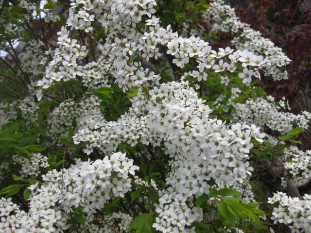 c0117239_8184245.jpg