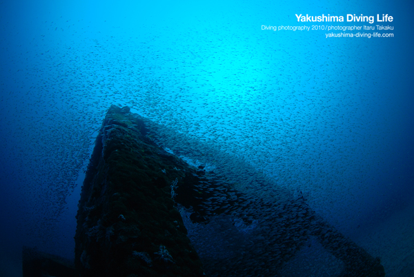 １００万匹の小魚とアカウミガメ！_b0186442_2005255.jpg