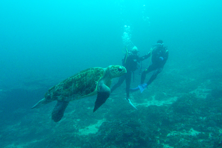 １００万匹の小魚とアカウミガメ！_b0186442_2045624.jpg