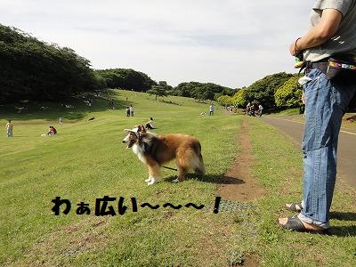 くつ下vs椅子カバー@森林公園_e0195743_12184293.jpg
