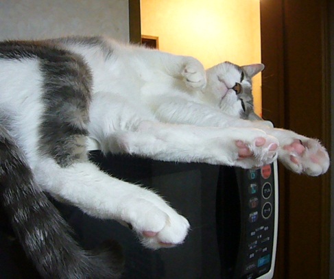 ひんやりシートの季節_f0002743_13585411.jpg