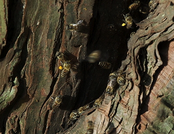 神野寺のニホンミツバチ_d0170960_20553740.jpg