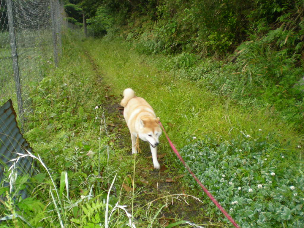 2010年6月7日(月)山が燃えている~~~!_f0060461_8183754.jpg