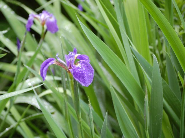 霧ヶ峰檜扇文目（キリガミネヒオウギアヤメ） : 新・四季の花