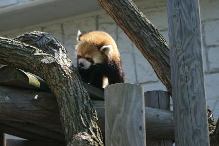 動物園一日飼育係の体験の巻♪_e0166066_721572.jpg