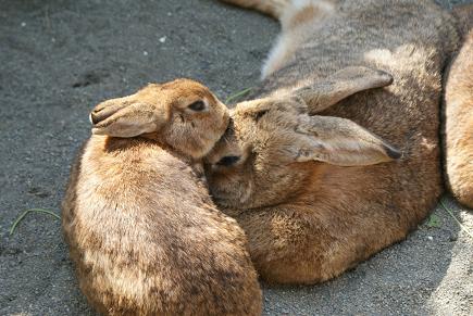 動物園一日飼育係の体験の巻♪_e0166066_7315580.jpg