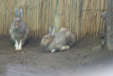 動物園一日飼育係の体験の巻♪_e0166066_7344839.jpg