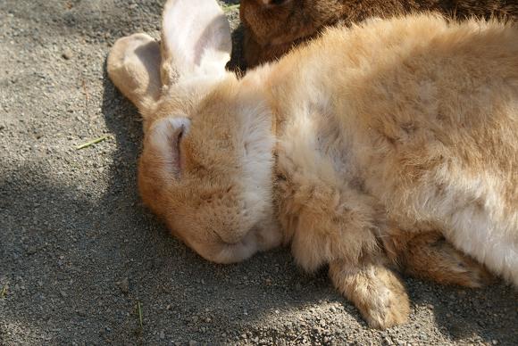 動物園一日飼育係の体験の巻♪_e0166066_7365731.jpg