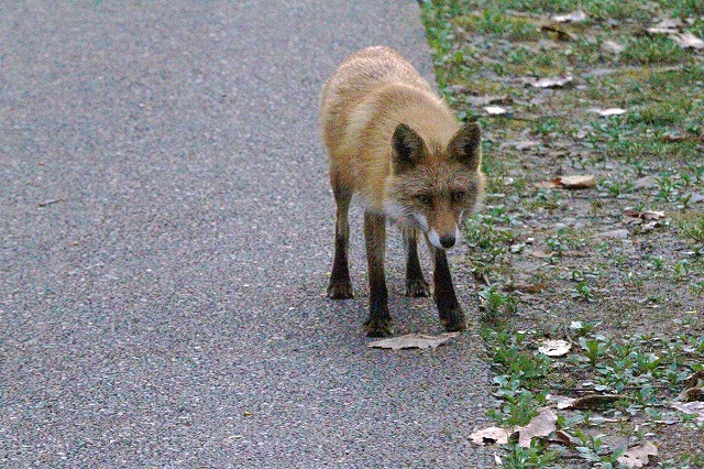 毛替りする≪キタキツネ≫2匹　公園を闊歩！！_f0000866_1713108.jpg