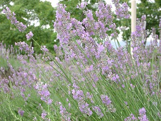 f0232767_2343721.jpg