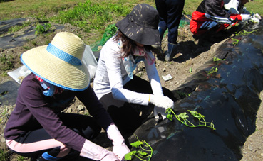 田んぼの草取り。_d0156071_0223142.jpg