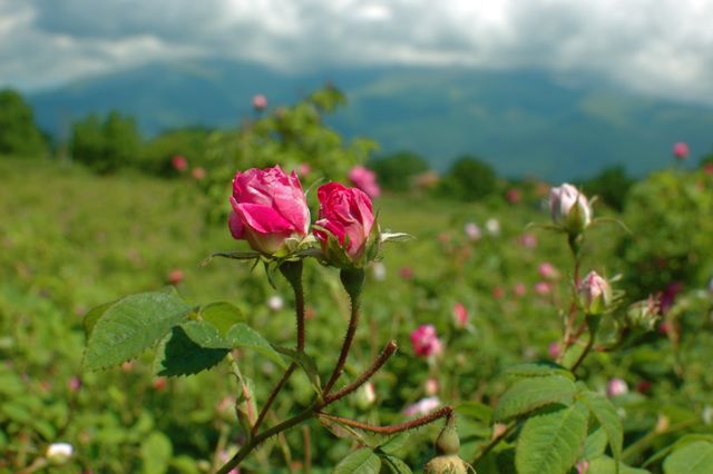 Rose Harvest （バラ摘み）_d0008073_5142723.jpg