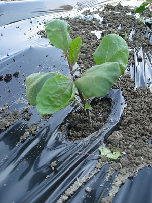 夏野菜の苗を植えました_e0098473_0585914.jpg