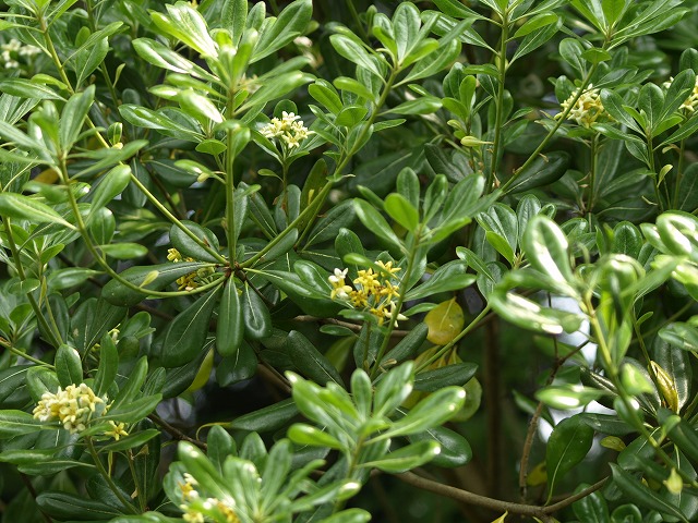 トベラの花 長良ふれあいの森にて 自然風の自然風だより