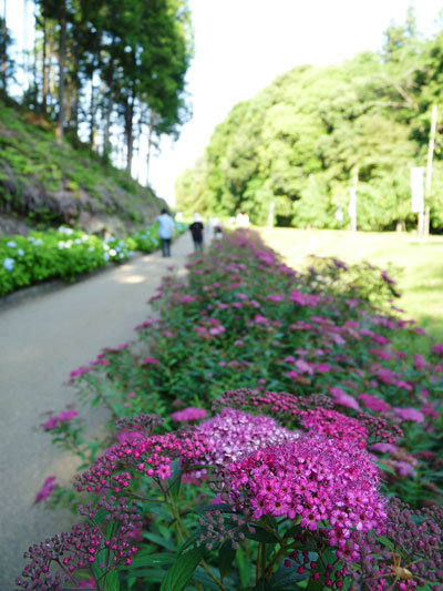 あじさいがお出迎え（西の久保公園）_c0152779_19572778.jpg